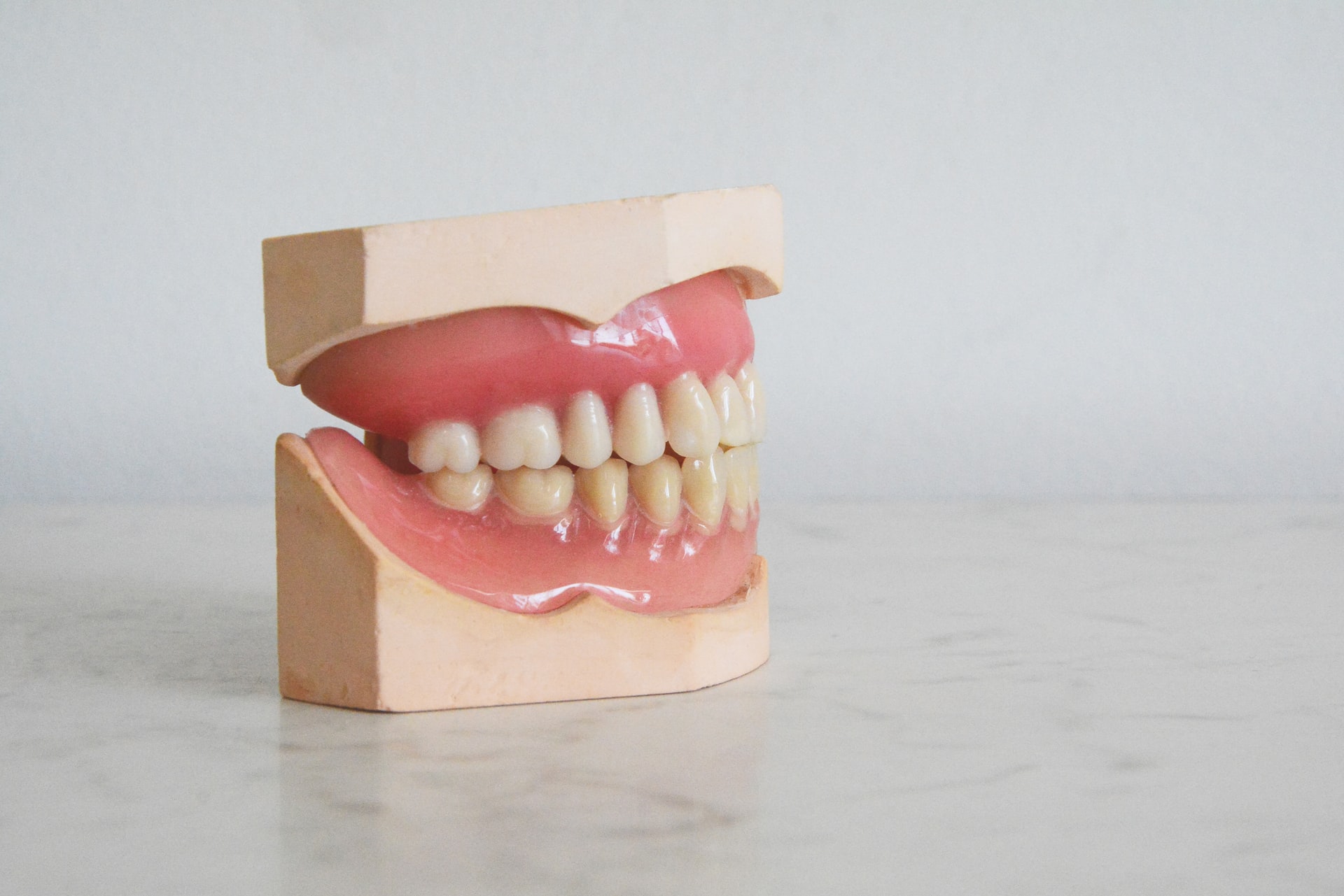 dental model of gums and teeth